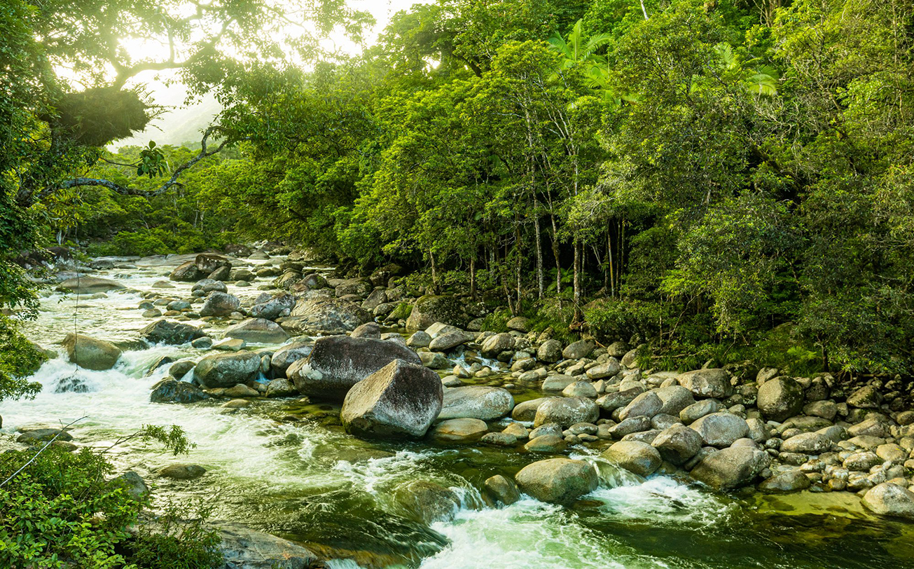 Exploring the Natural Wonders of Cairns: Rainforest Adventures