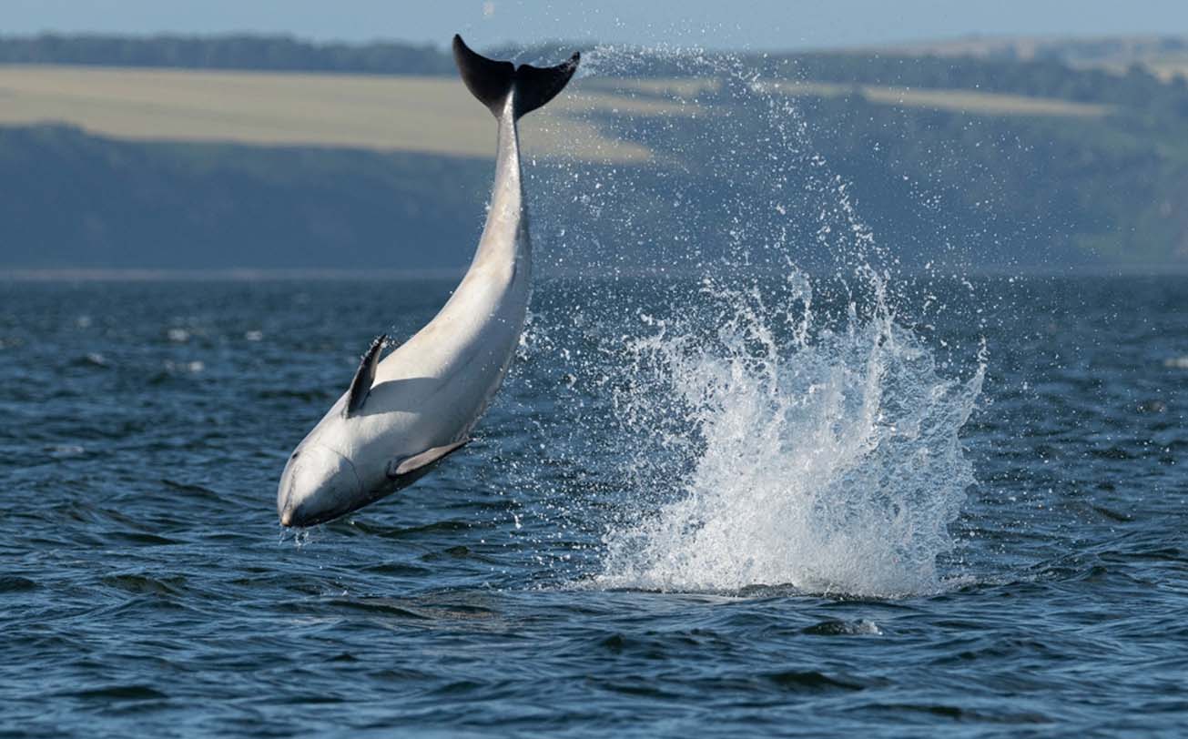 Wales Wildlife Wonders: Dolphins, Seabirds, and Red Deer Sanctuary