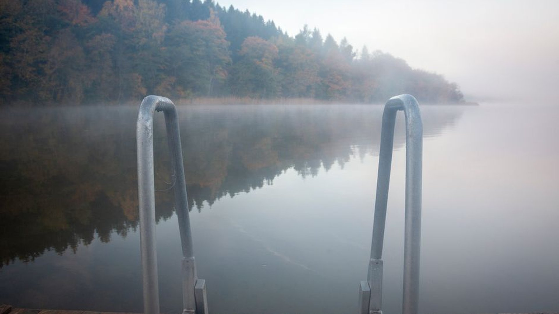 riverbank alder trees misty morning wooden deck wa